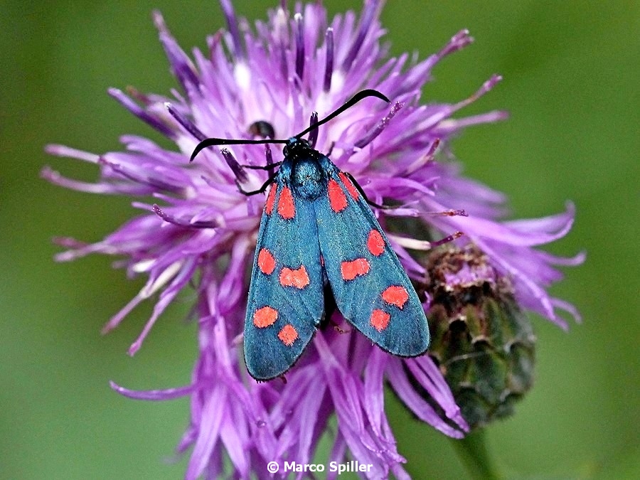 Zygaena da identificare - Zygaena (Zygaena) transalpina